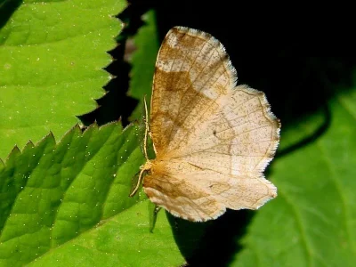Cepphis advenaria