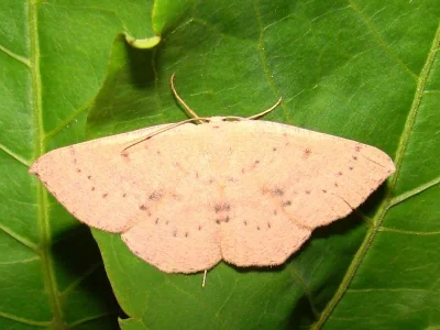 Cyclophora (Cyclophora) puppillaria