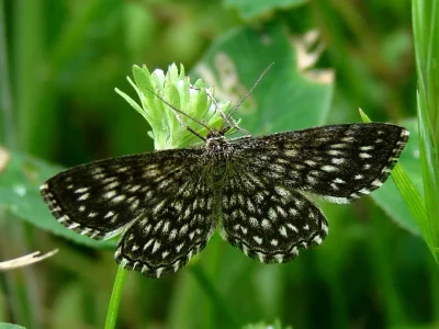 Scopula (Scopula) tessellaria