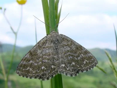 Scopula (Scopula) immorata