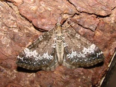 Perizoma alchemillata