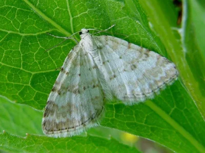 Perizoma albulata