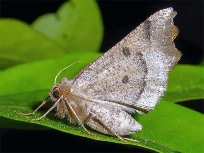 Odontopera bidentata