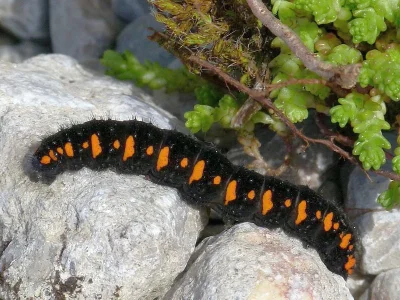 Parnassius (Parnassius) apollo