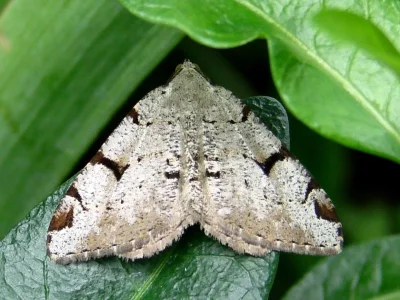 Macaria wauaria
