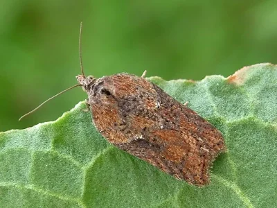 Acleris hastiana