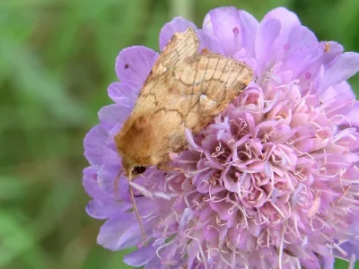 Eriopygodes imbecilla