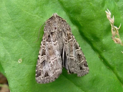 Naenia typica