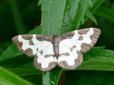 Lomaspilis marginata