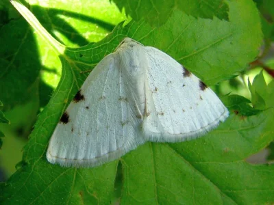 Lomographa bimaculata