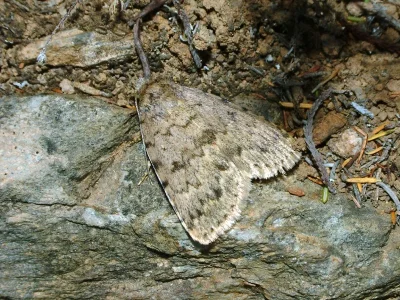 Autophila (Cheirophanes) cataphanes