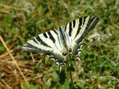 Iphiclides feisthamelii