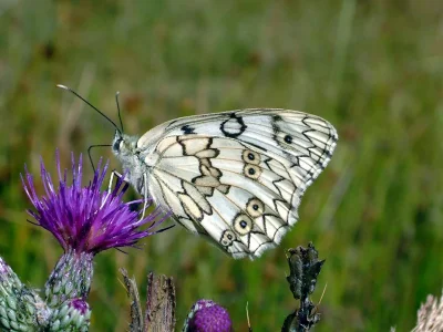 Melanargia (Melanargia) russiae