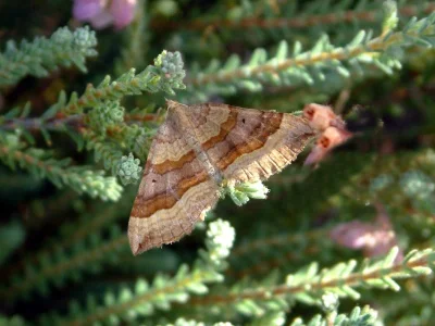 Scotopteryx chenopodiata