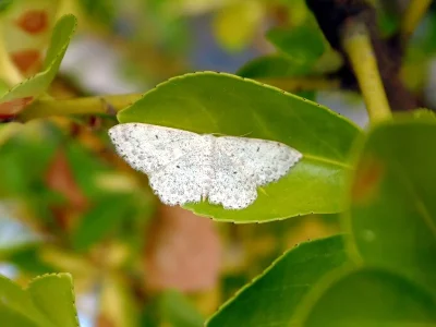 Scopula (Ustocidalia) marginepunctata