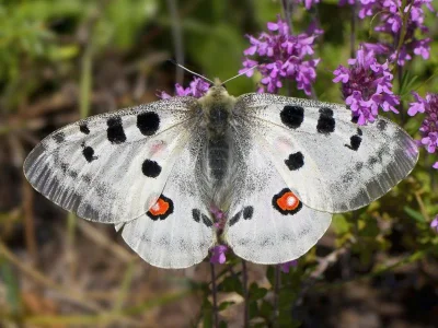 Parnassius (Parnassius) apollo