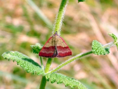 Phytometra viridaria