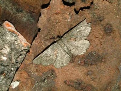 Nychiodes obscuraria