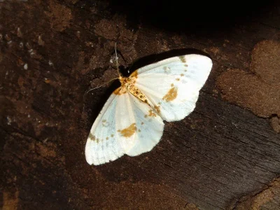Abraxas (Calospilos) pantaria
