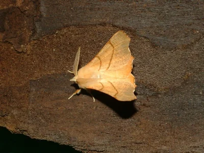 Ennomos (Deuteronomos) fuscantaria