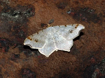 Macaria alternata