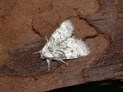 Raphia hybris