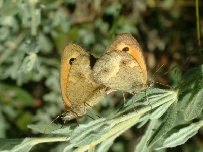 Pyronia (Pyronia) tithonus