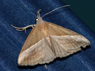 Hypena (Ophiuche) lividalis