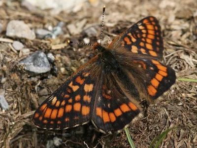 Euphydryas intermedia