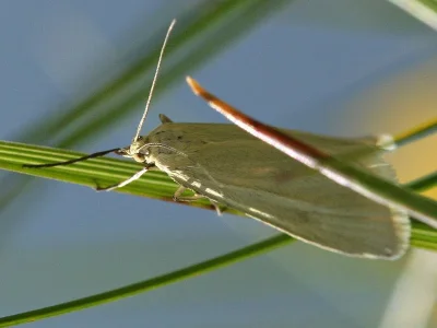 Phtheochroa frigidana