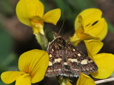 Pyrausta ostrinalis