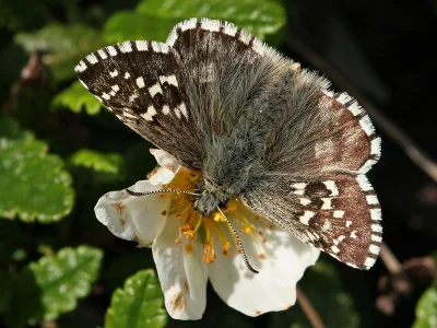 Pyrgus andromedae