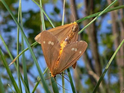 Dysauxes (Dysauxes) ancilla