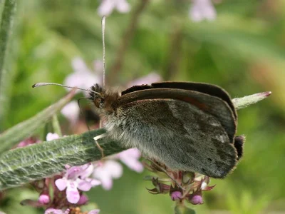 Erebia ottomana