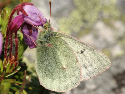 Colias tyche