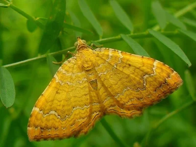 Camptogramma bilineata