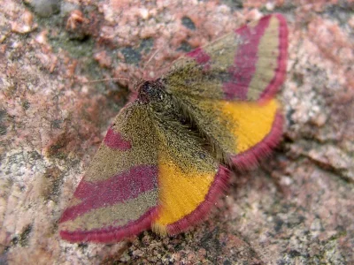 Lythria cruentaria