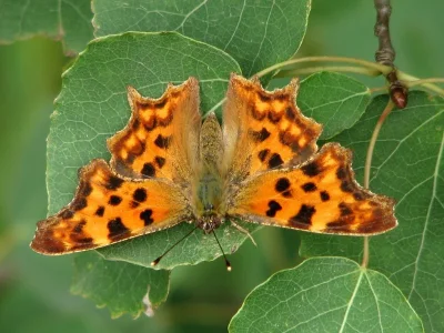 Polygonia c-album