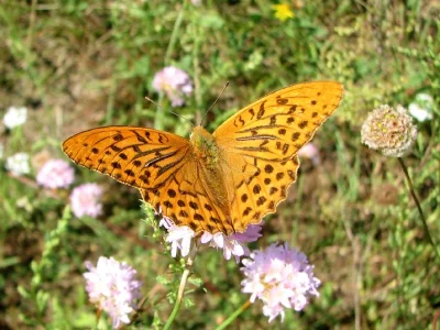 Argynnis (Argynnis) paphia
