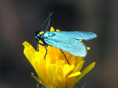 Adscita (Adscita) statices