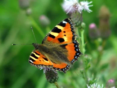 Aglais urticae