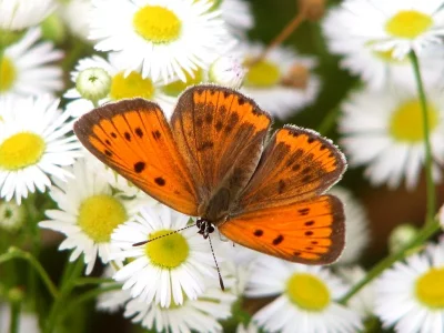 Lycaena (Thersamolycaena) dispar