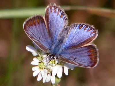 Polyommatus (Polyommatus) icarus