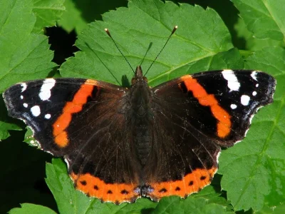 Vanessa atalanta