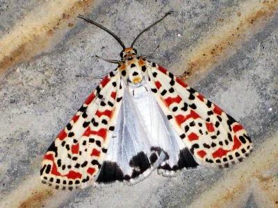 Utetheisa (Utetheisa) pulchella