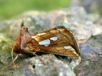 Plusia putnami