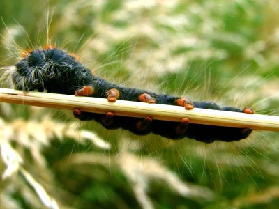 Eriogaster (Eriogaster) lanestris