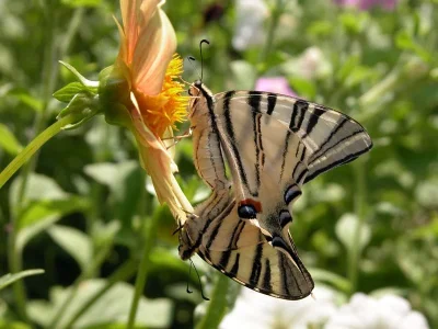 Iphiclides podalirius