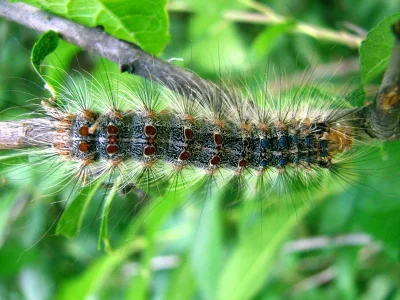 Lymantria (Porthetria) dispar