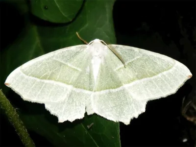 Campaea margaritaria